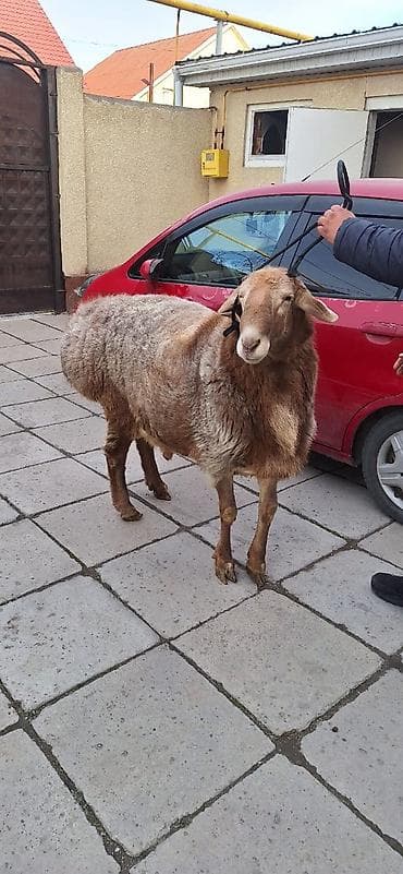 Индюки: Продаю | Баран (самец) | Арашан | Для разведения | Племенные — 1