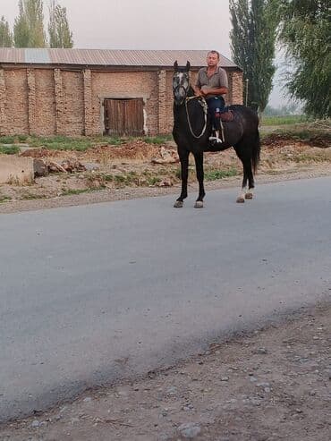 собака доберман сколько стоит: Сатам | Жылкы (эркек) | Жумушка — 3