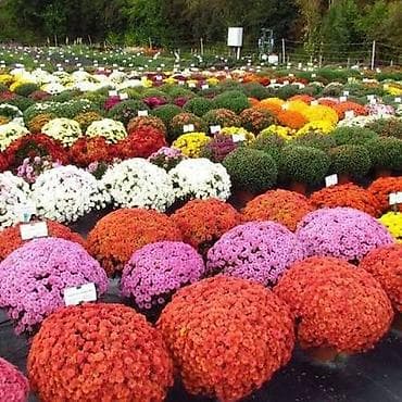 Үй жана бакча: Көчөттөр — 4