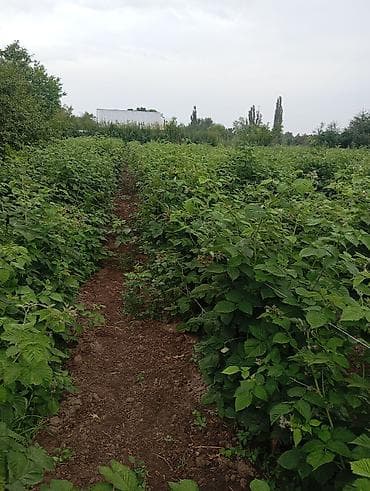 марс: Участок сатылат сокулукта 6 сотых. 108$ баасы — 2