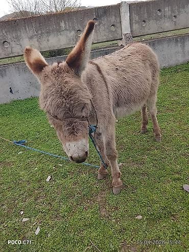 Осёл (домашний), серо-бурый, пушистый, компактного роста. Основные