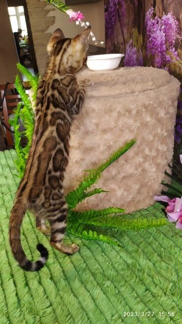 новорожденные котята: Друзья!! Проф питомник Бен Гла Мур Предлагает Шикарных элитных — 7