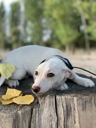 питомники собак бишкек: Отдадим в хорошие руки. Два мальчика и девочка. Прививки поставлены,от — 2
