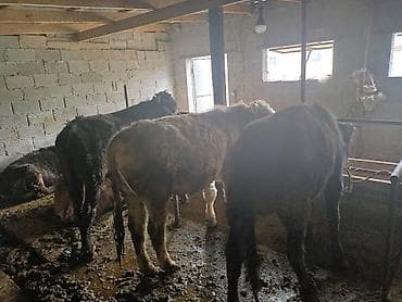 Уйлар, букалар: Сатам | Бука (эркек) | Бордоп семиртүү үчүн | Байланган — 1