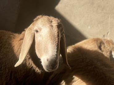 клетки для кролика: Продаю | Овца (самка) | Для разведения | Ярка — 4