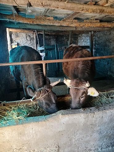 Продаю | Корова (самка) | Для разведения | Привязанные at lalafo.kg Продаю | Корова (самка) | Для разведения | Привязанные