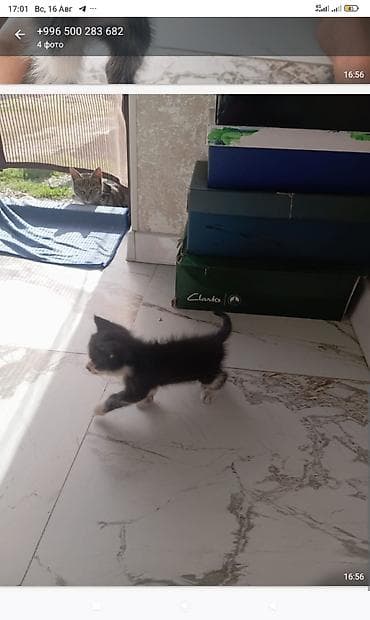 бенгальские котята: Внимание! кошки домашние Доставка нет Котята домашние, окрас: - — 1