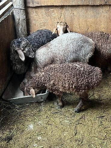 нубийские козы: Продаю | Овца (самка) | Для разведения | Племенные — 1