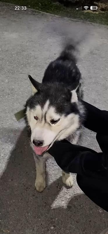 ковказская овчарка: Вязка: Хаски, Самец, 3 года — 1