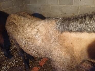 Продаю | Жеребенок | Конный спорт