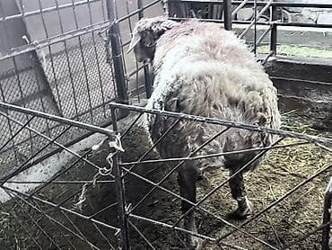 боровая матка: Продаю | Овца (самка) | Полукровка, Арашан | На забой, Для разведения | Осеменитель — 3