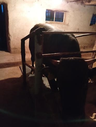 рабочий аттар: Продаю | Бык (самец) | На откорм | Племенные — 6