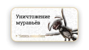 Клининговые услуги: Дезинфекция, дезинсекция, | Клопы, Тараканы, Блохи, | Дворы, Подъезды, Дома — 1