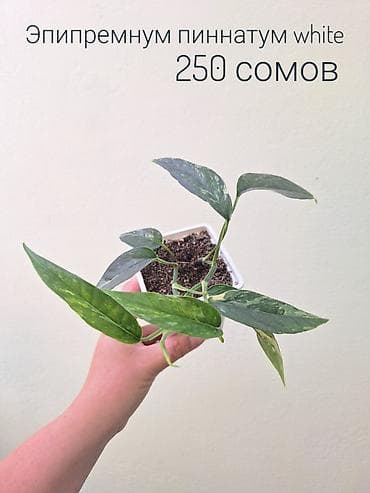 сколько стоит мандарин: 🌿 Комнатные растения/цветы (укоренённые черенки/молодые — 8