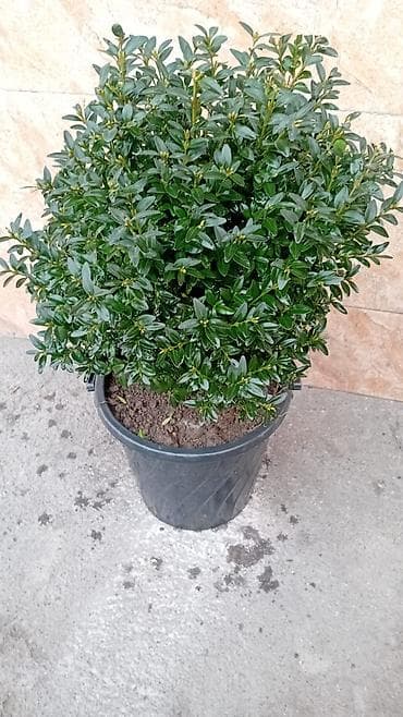 фикус гулу жонундо маалымат: Самшит (Buxus) в контейнере - Компактный вечнозелёный куст с плотной — 2