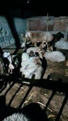 хомяк домашний купить: Продаю | Баран (самец) | Гиссарская, Арашан | Для разведения | Племенные, Осеменитель — 3