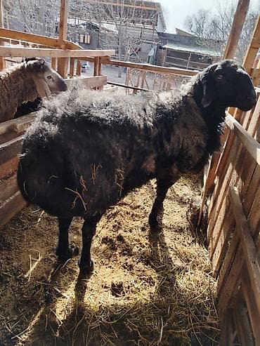 карликовые утки: Продаю | Овца (самка) | Для разведения | Матка — 1