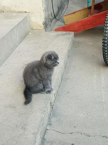 кошка шотландский: Шотландский вислоухий котёнок (Scottish Fold) - Окрас: сплошной серый — 2