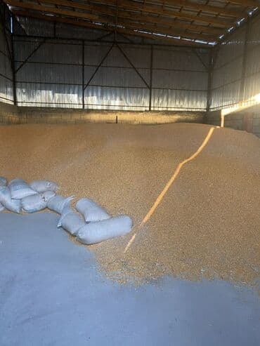 корги собака: Кукуруза зерно, навалом Описание:сорт пионер - Желтое зерно кукурузы — 2