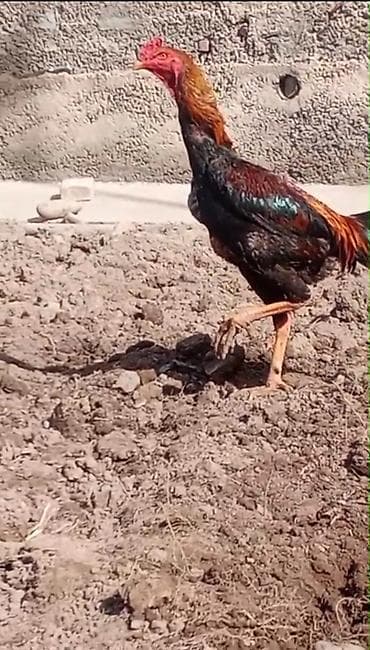 петух хай лайн: Продаю | Петух | Бойцовая | Для боев — 1