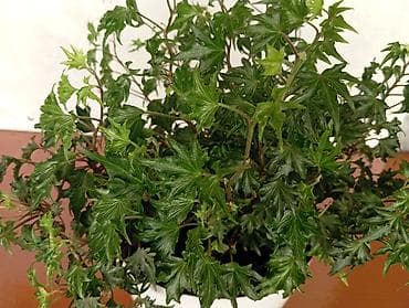 все для сада бишкек: Плющ - 700 сом, Плющ - 350 сом, Папоротник - 1000 сом, Монстера Перу - — 2