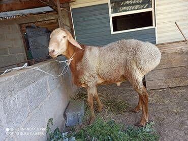 животные коты: Сатам | Ургаачы кой (ургаачы) — 1
