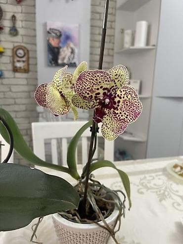 орхид: Орхидеи Голландия адаптированные домашние — 6