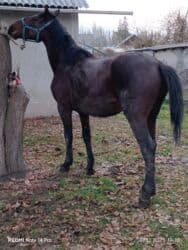 цены породистых собак: Сатам | Жылкы (эркек), Байтал — 7