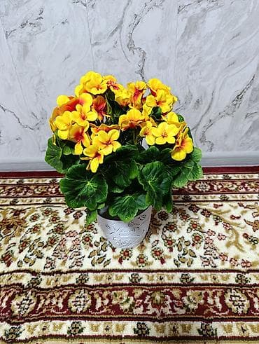 Освещение: Горшечные примулы (Primula) — декоративные комнатные растения с — 10