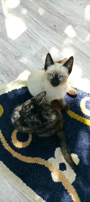 Котята2 девочки и мальчик 1,5 месяца,воспитанные,приучены к лотку at lalafo.kg Котята2 девочки и мальчик 1,5 месяца,воспитанные,приучены к лотку