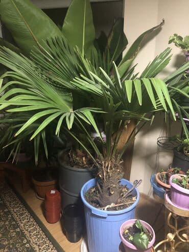 султан чай оптом бишкек цена: Продаю пальма «Хамеропс высокий» высота выше 2м находится в чолпон — 4
