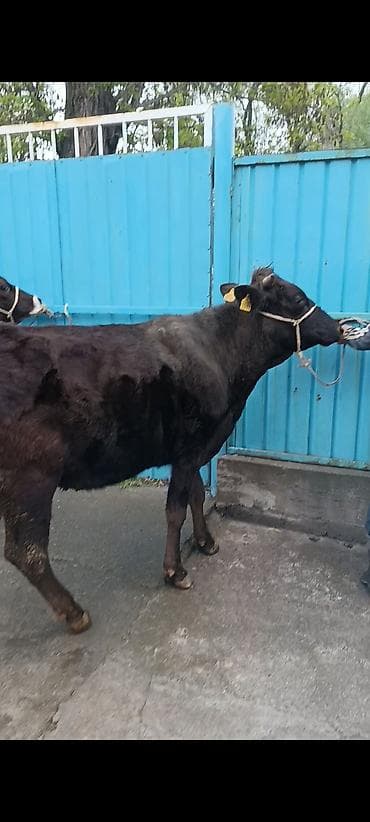 ящики для пчел: Продаю | Корова (самка) | Для молока | Привязанные — 1