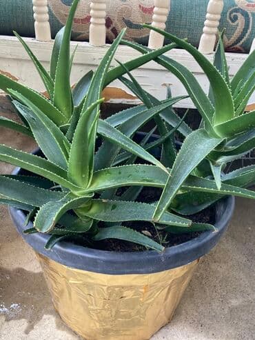 роза көчөт: Алоэ вера в крупном горшке. - Несколько взрослых розеток в одном — 1
