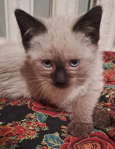 купить сиамских котят: Сиамские котята с голубыми глазами - Окрасы колор-пойнт: светлое тело — 2