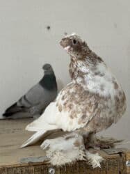 корм для форели купить: Продам два голубя — 3