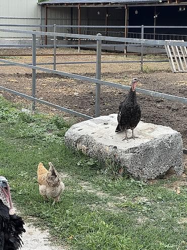 Дом и сад: Продается 2 индюка 
6 куриц 
1 петух 
10 цыплят — 4