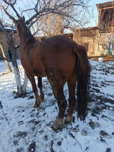 Айыл-чарба жаныбарлары: Сатам | Байтал | Көбөйтүү үчүн — 2