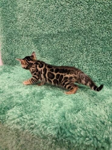 доброй: Всем Привет .!!!. В питомнике Бен Гла Мур. долгожданные новые детки — 1