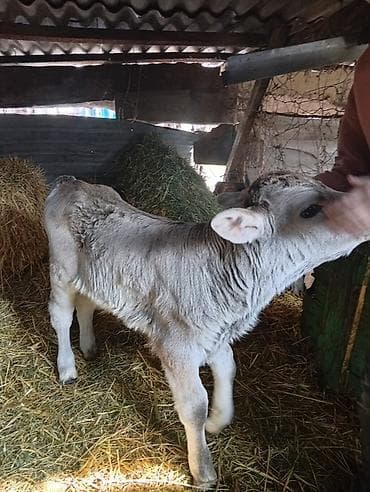 Корма для с/х животных: Продаю | Бык (самец) | Швицкая | На откорм | Искусственник — 4