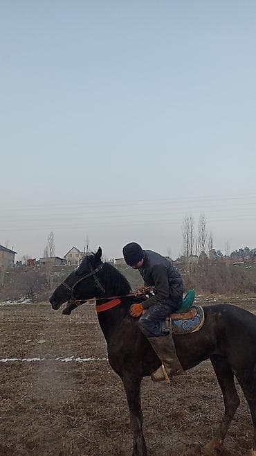 Товары и оборудование для с/х животных: Продаю | Конь (самец) | Рабочий — 2