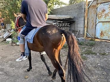 С/х животные и товары: Продаю | Жеребец — 5