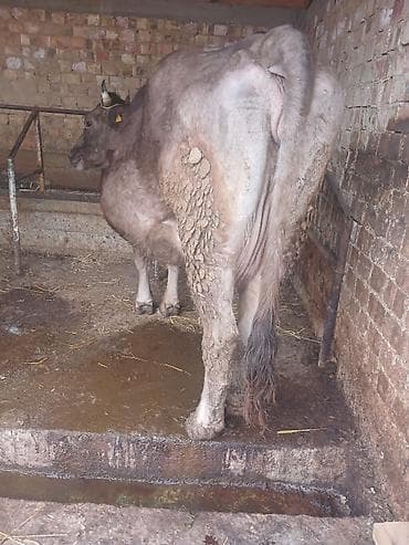 сементал уйлар: Продаю | Корова (самка) | Полукровка | Для молока | Стельные — 4