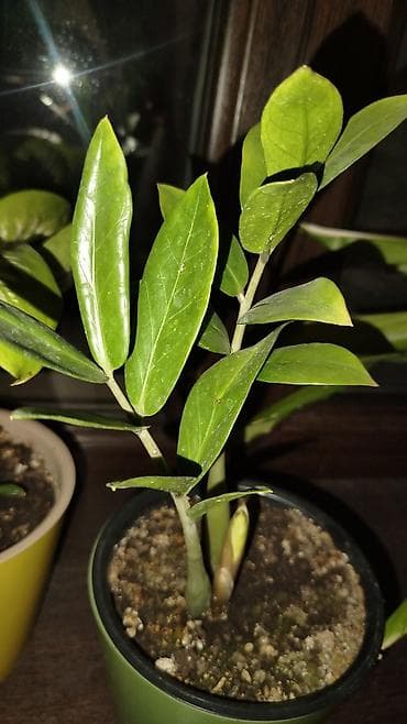 калла: Комнатные растения и укоренённые детки - Крупное тропическое растение — 6