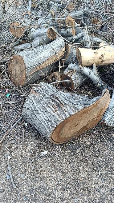 орех дрова: Дрова Орех, Самовывоз — 2