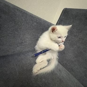 Отдам даром кошку: Кошка даром: Ангорская, 2 месяца, Девочка, Приучена к лотку — 2