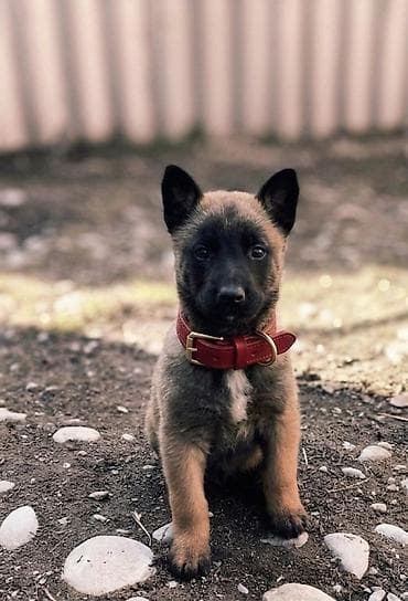 кавказ собака: Бельгийская овчарка, 2 месяца, Самка, С прививкой — 2