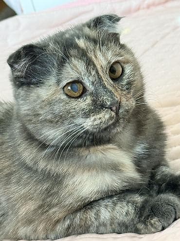 скоттиш фолд шотландская вислоухая кошка: Шотландская вислоухая кошка. 7-8 месяцев. Срочно! 1000 сом. Корм — 3