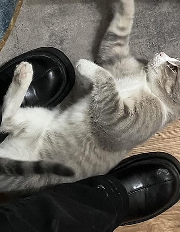 корм для котят: Мальчик, Приучена к лотку, Проглистована, С прививками — 5