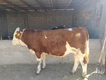 животные в ош: Продаю | Бык (самец) | Симментальская | На откорм | Племенные — 2