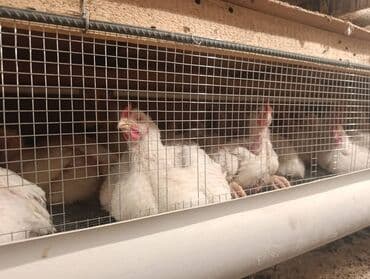 корма для сх животных: Продаю кур на забой . корм из оазис Агро. 160с за Кл — 4